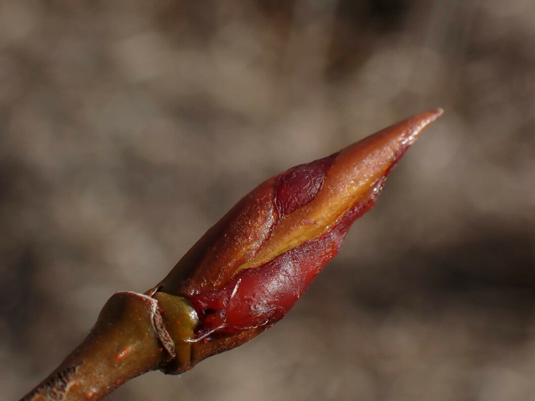 Balsam Botanical Heal Stick