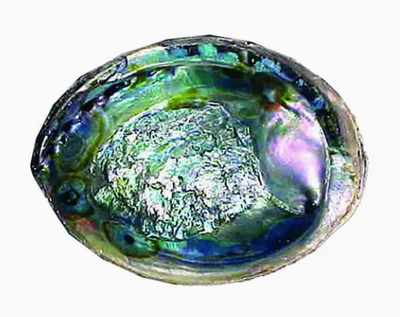 Green Abalone Shell (5-6'')