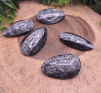 Fossil Orthoceras