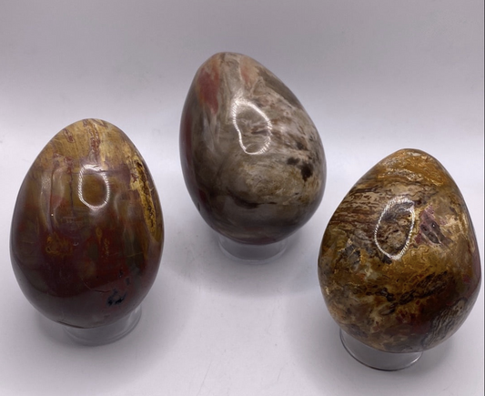 Petrified Wood Egg