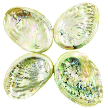 Threaded Abalone Shell (3-4'')